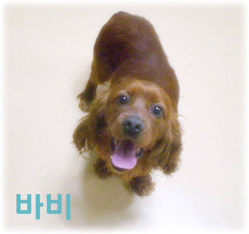 코카 이미지
