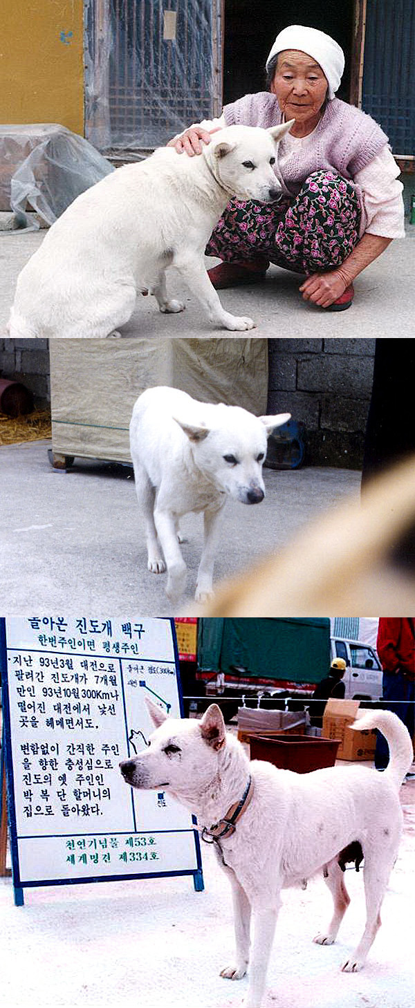 개의 일생 | 인스티즈