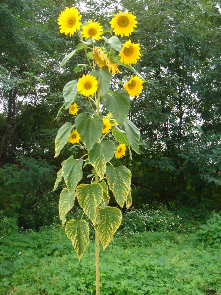 콩두 이미지