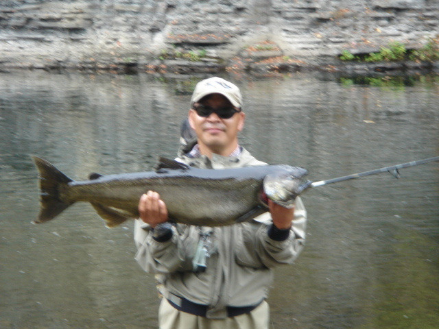 살몬Salmon 이미지